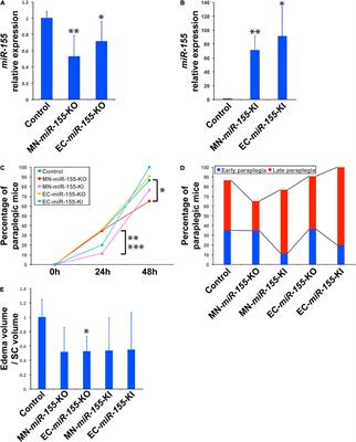 MicroRNA miR-155 Activity in Mouse Choline Acetyltransferase-Positive Neurons Is Critical for the Rate of Early and Late Paraplegia After Transient Aortic Cross-Clamping